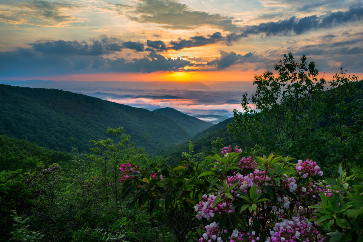Mountains at sunset with pink rhododendron flowers