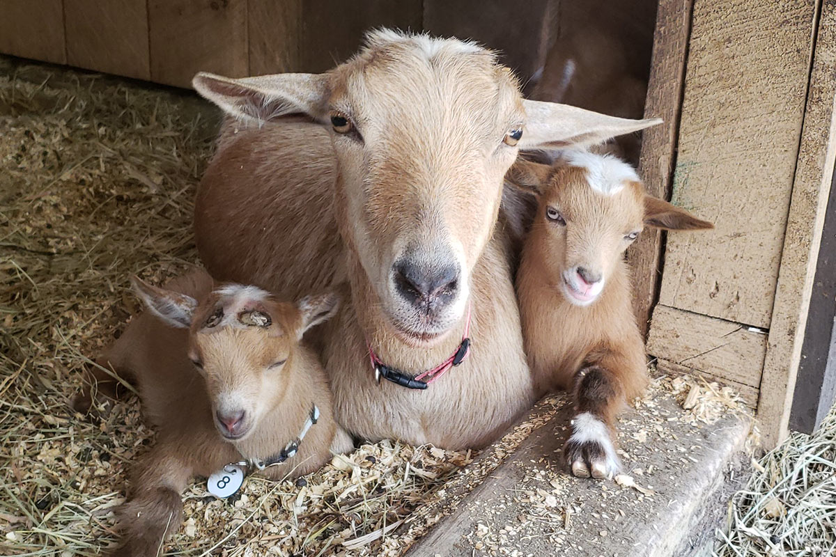 Mother goat with two baby goats look into the camera