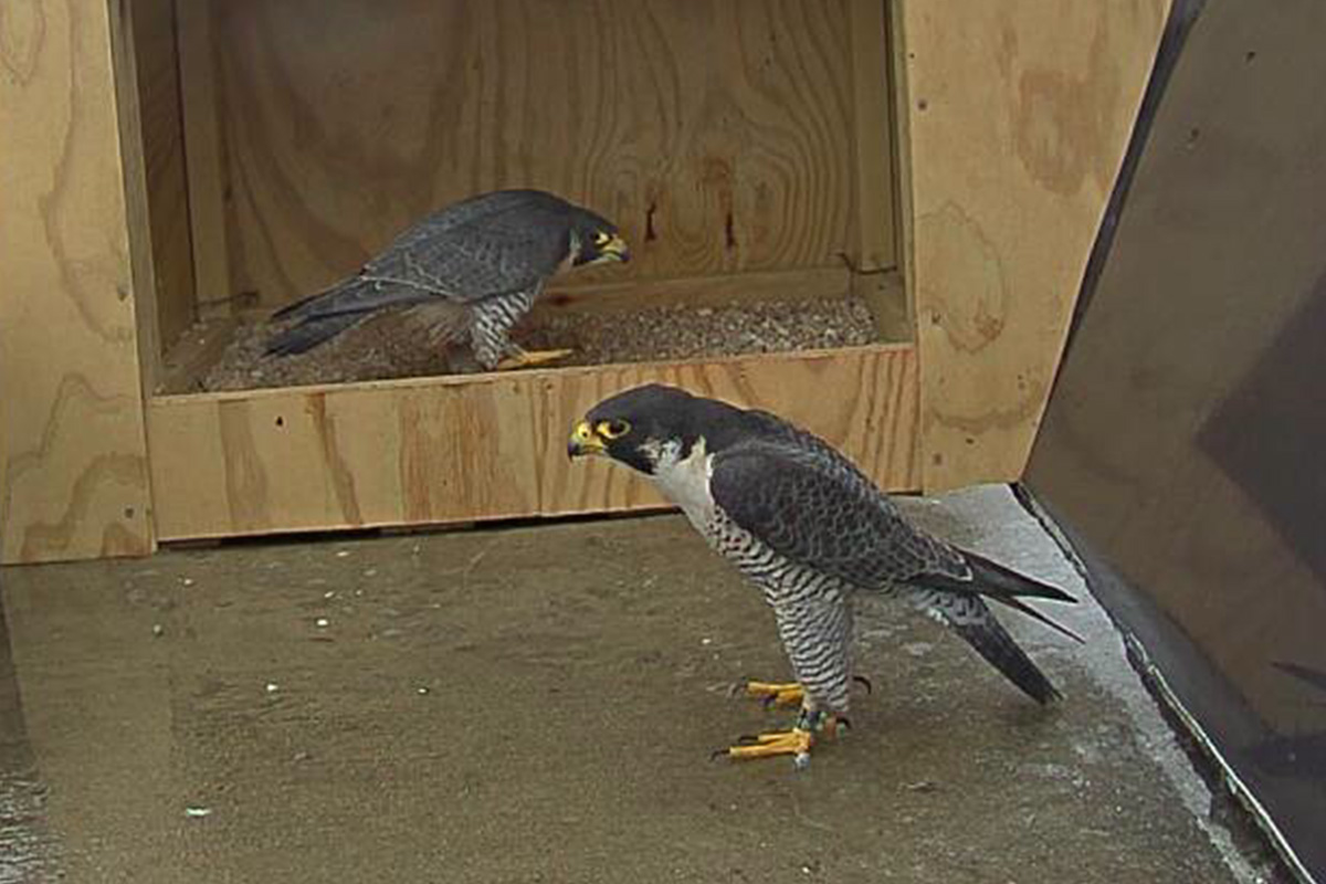 Peregrine Falcon Pair outside nest box